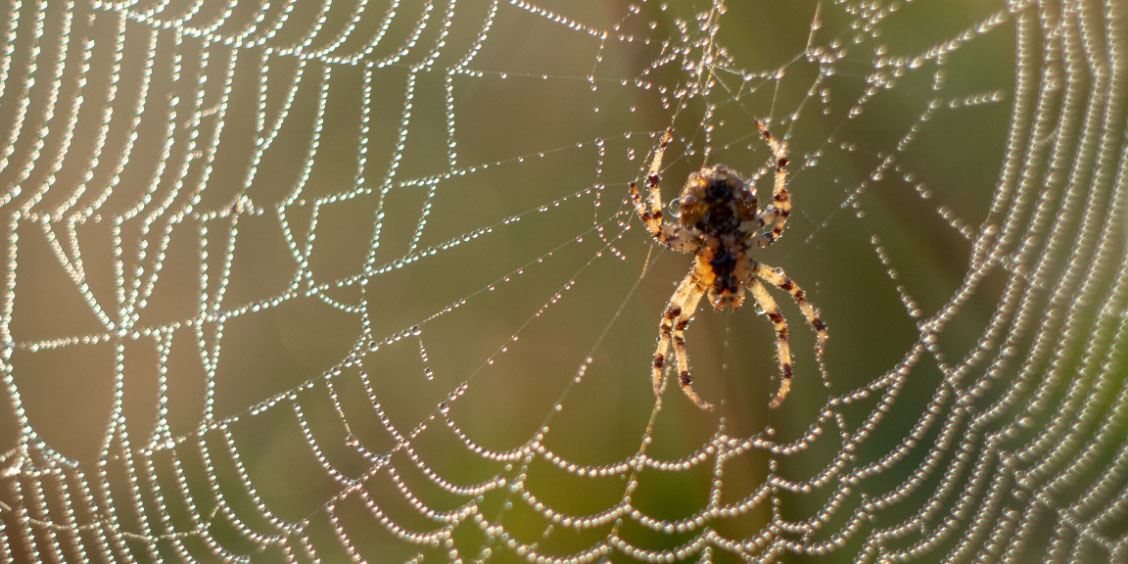 Why You’re Seeing More Spiders Around Your Home in Summer