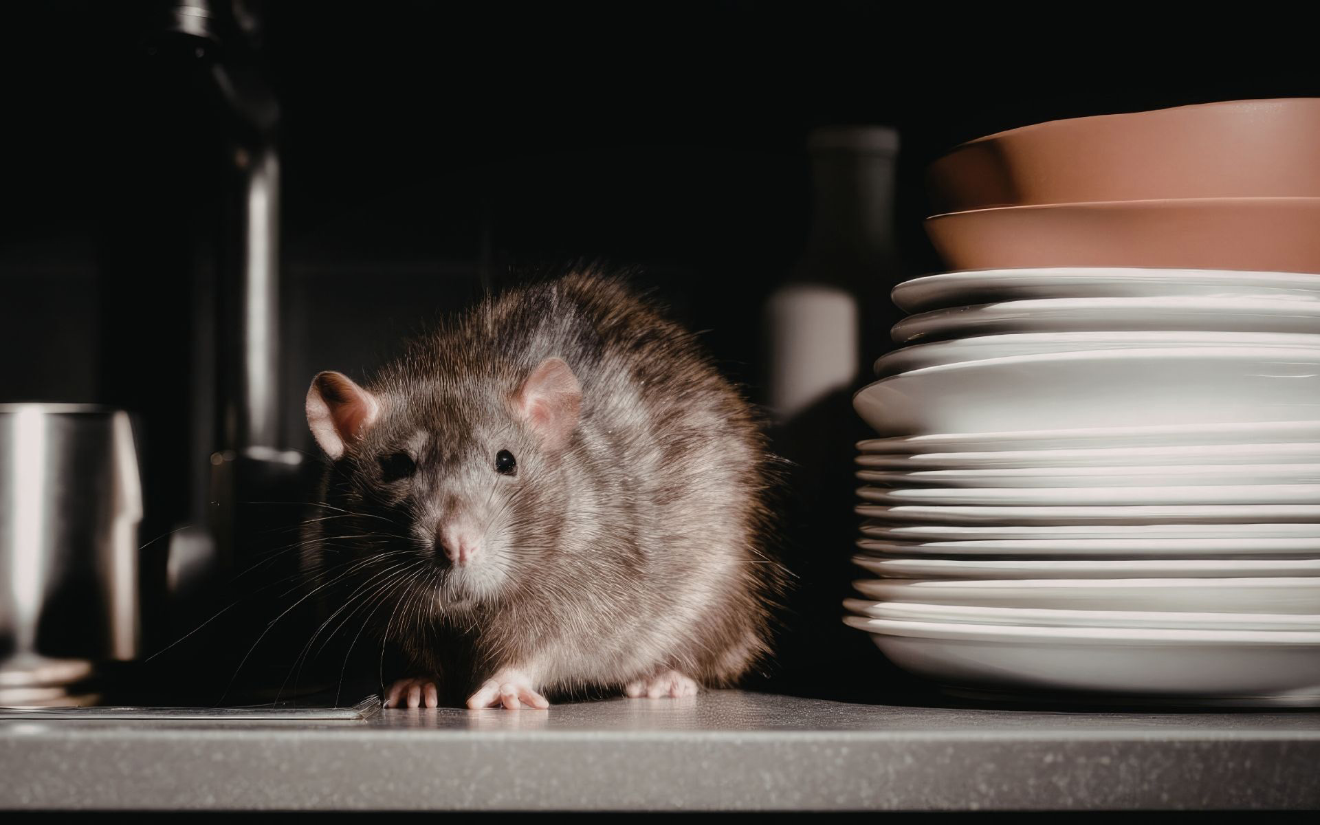 Pest-Proof Your Home Before Winter Arrives