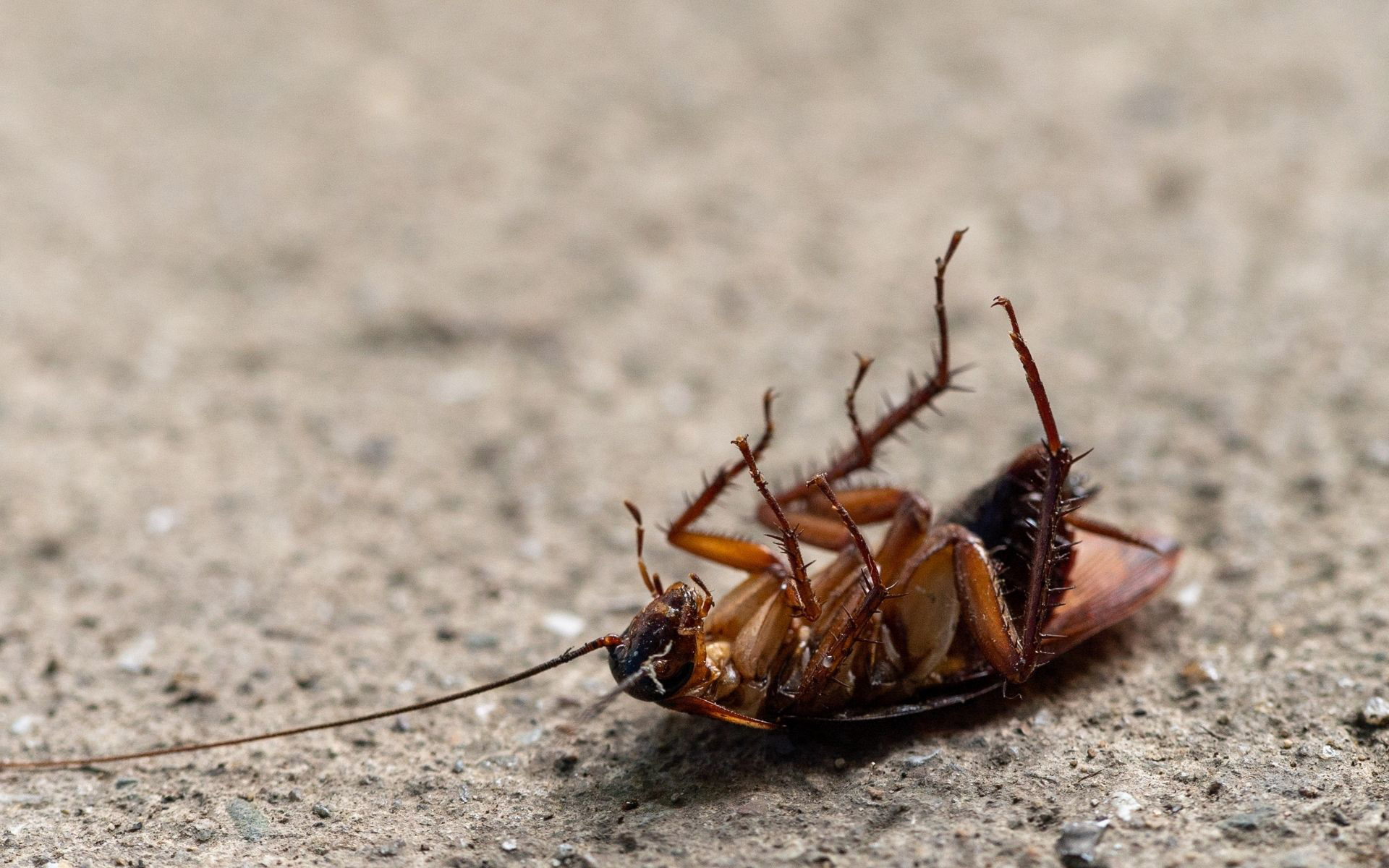 Is Now the Right Time for Annual Pest Control?