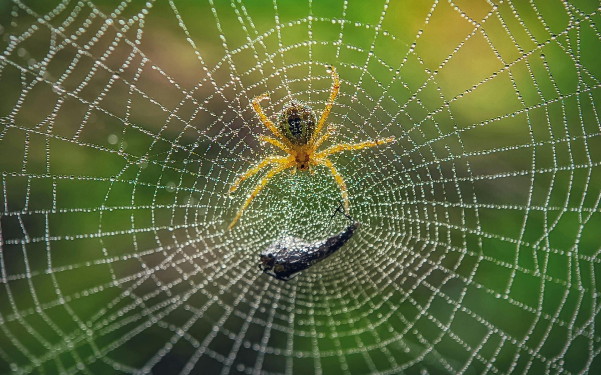 Autumn Spider Activity in Victoria: Why Webs Increase Around Homes and Workplaces