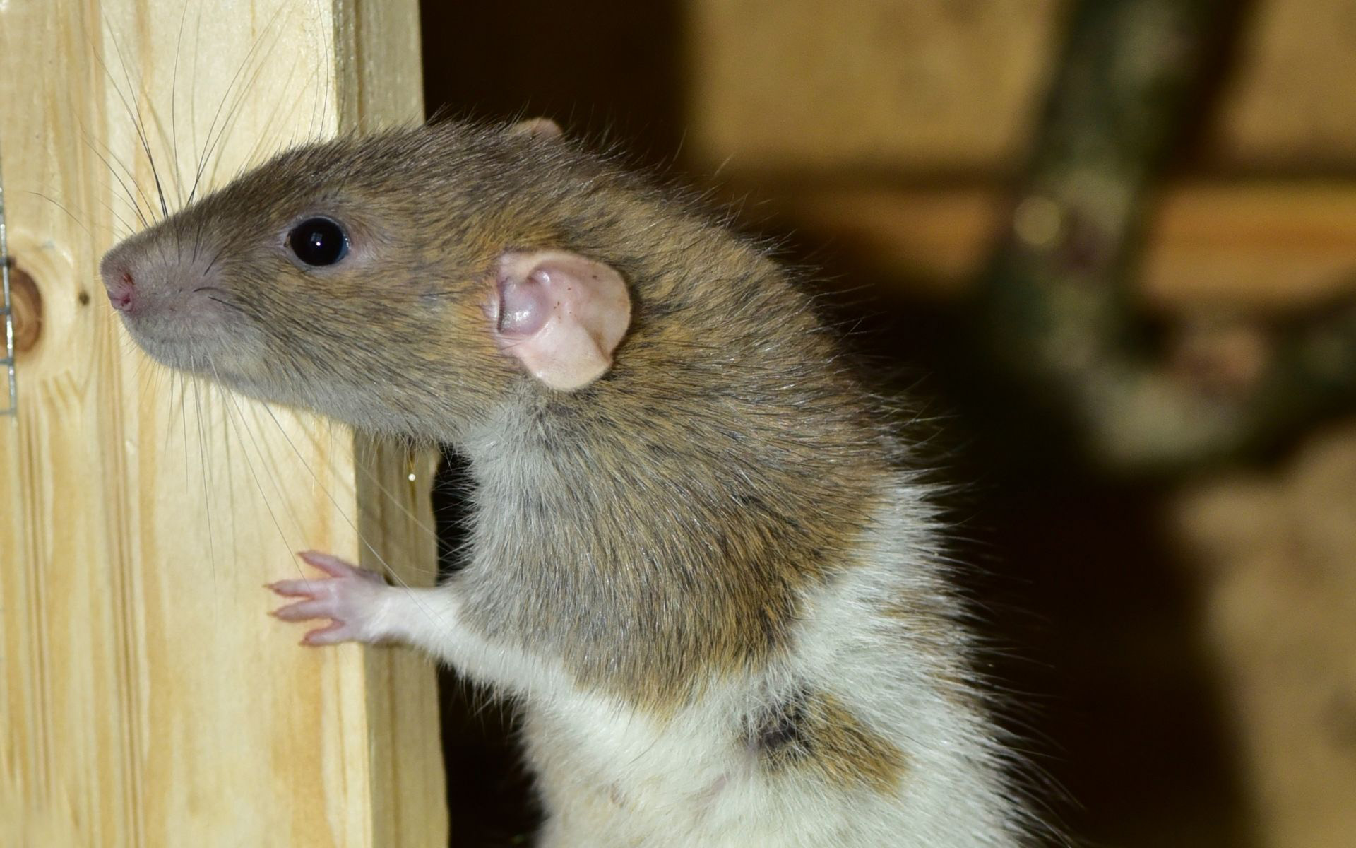 Why Rodents Move Indoors in Late Autumn - and How to Stop Them