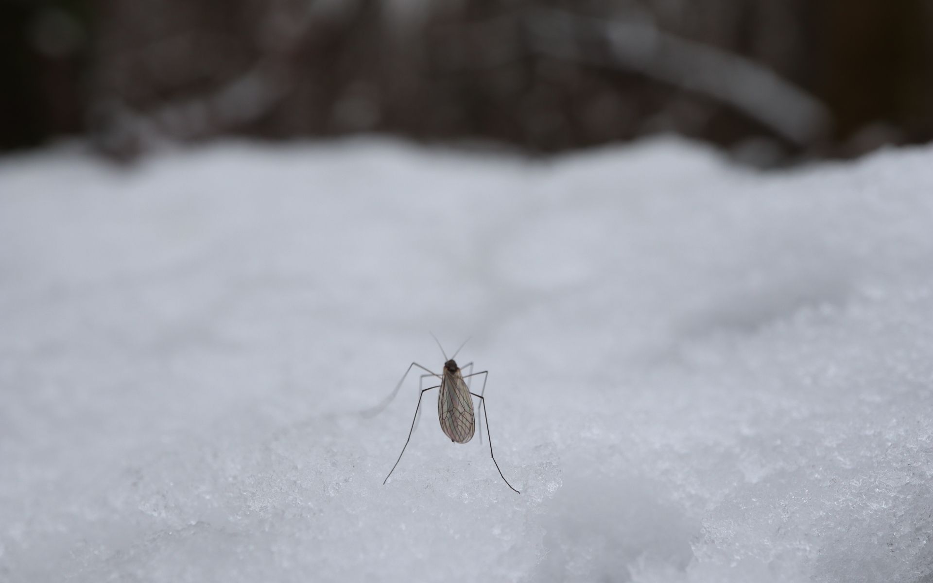 How Cold Weather Changes Pest Behaviour Across Victoria