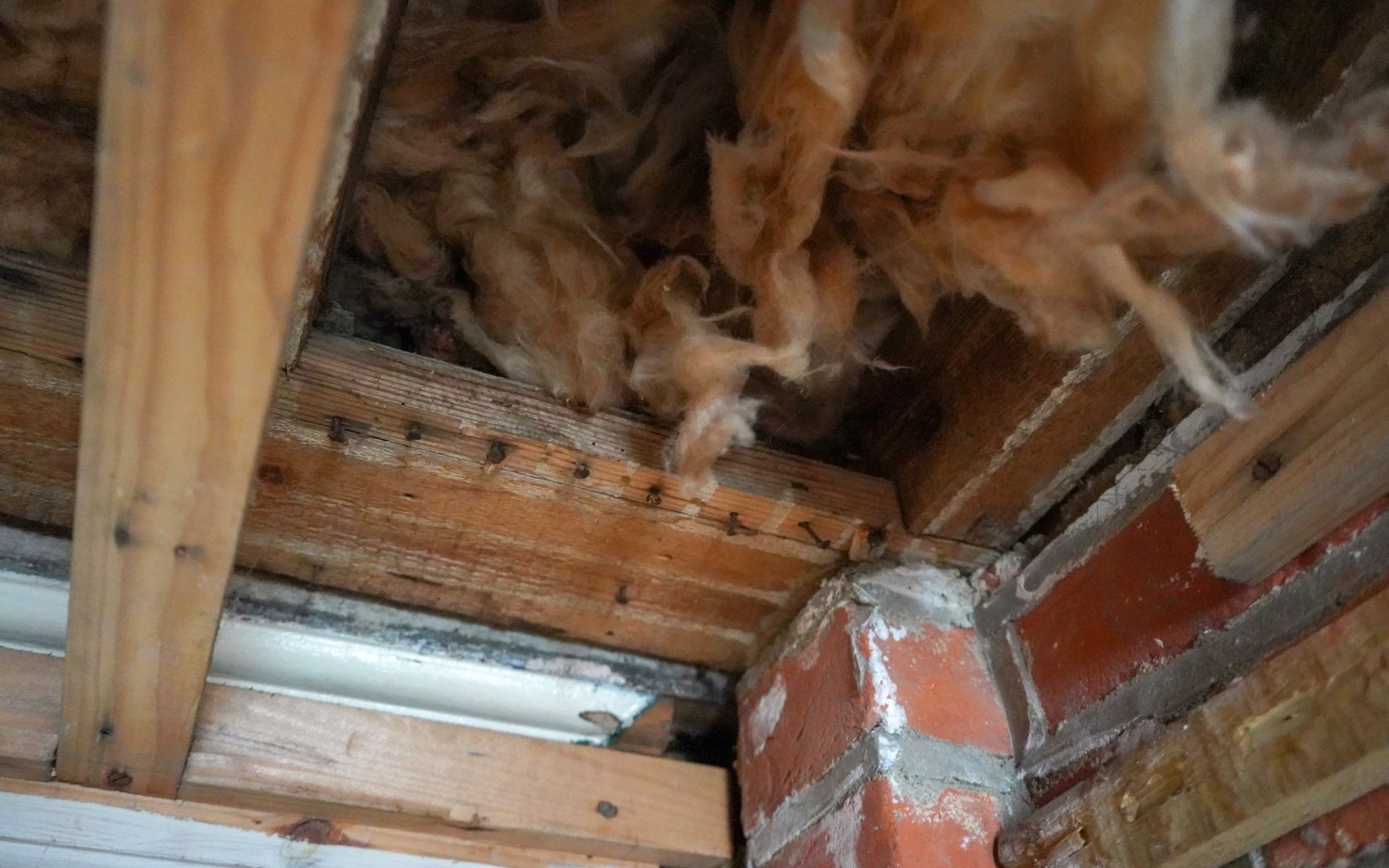 Winter Pest Hotspots in the Home: Roof Voids, Garages and Storage Areas