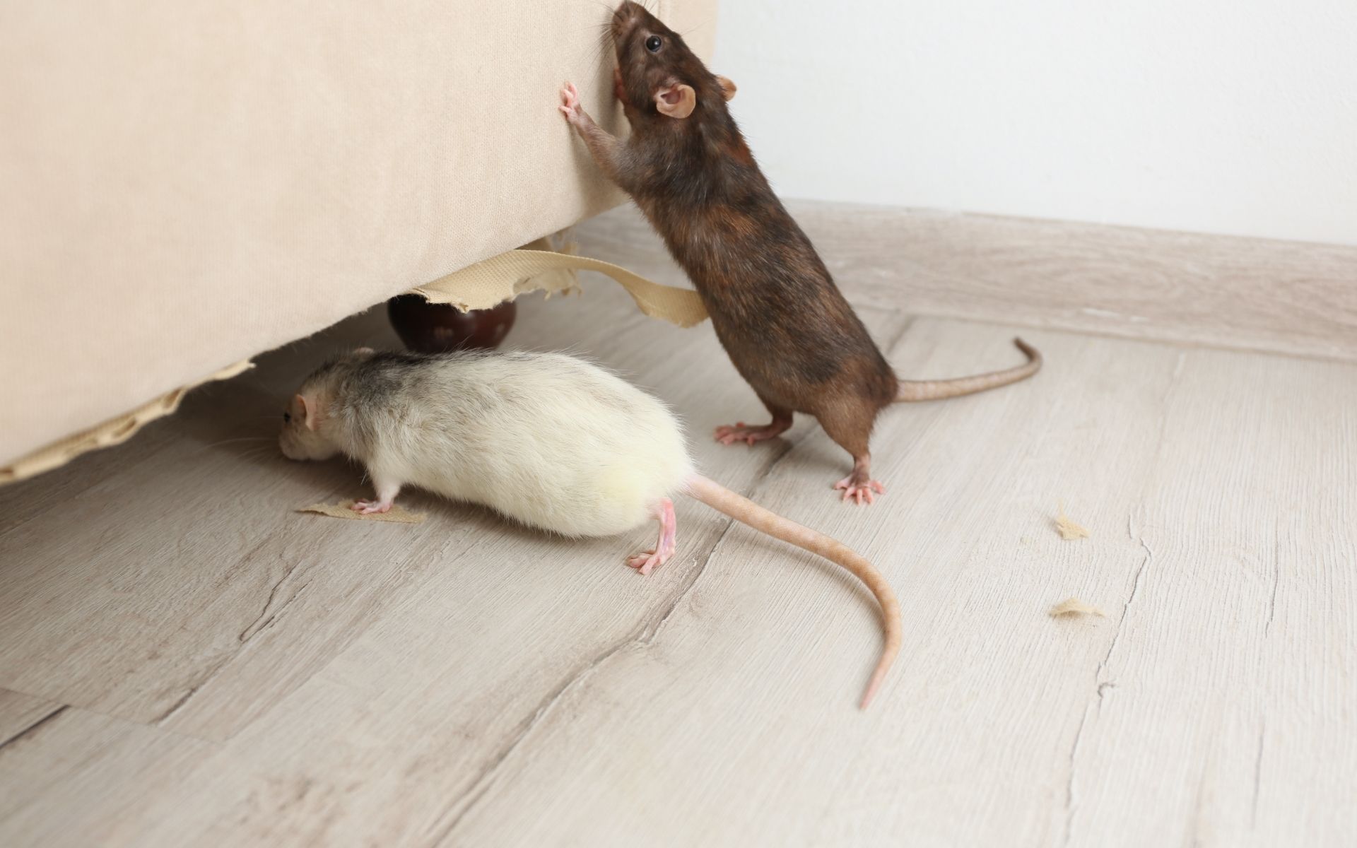 Winter Rodent Control for Homes: Signs Mice and Rats Have Moved In